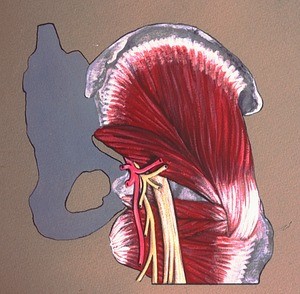 Illustration of the right sciatic nerve, inferior gluteal n., posterior femoral cutaneous nerve, and inferior gluteal artery entering the hip between the piriformis muscle and the greater sciatic notch