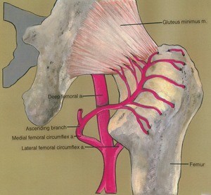 Illustration of dissection of the right gluteal region, posteior view, emphasizing branches of the femoral artery present in this region