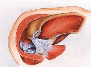 Illustration of subclavicular muscles , ligaments & tendons (clavicle disarticulated) of left shoulder joint seen from above