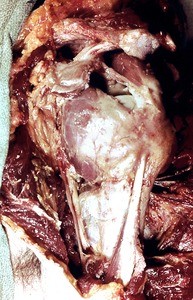 Natural color photograph of dissection of the left shoulder, lateral view, with the deltoid muscle removed to expose the glenohumeral joint capsule and the tendon of the long head of the biceps brachii muscle