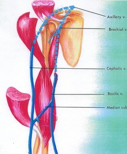 Illustration of major veins of the right arm, anterior view, with related musculature cut and reflected