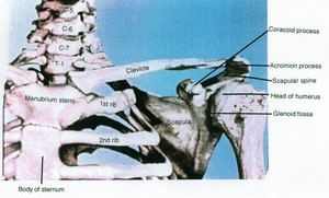 Illustration of the neck, left glenohumeral joint, and left pectoral region, anterior view, showing bone structure only