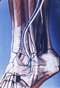 Illustration of left ankle, dissected to show the dorslis pedis a., small saphenous v. and sural n., in relation to the major bones of the ankle joint (in black outline)