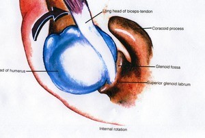 Illustration of the left glenohumeral joint, superior view, showing the relationship between the head of the humerus, long head of the biceps tendon, and glenohumeral joint during internal rotation