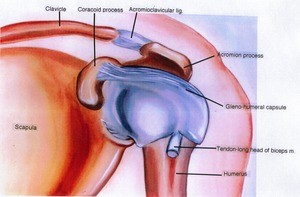 Illustration of the left glenohumeral joint, anterior view, showing bone structure, ligaments, muscles, and tendons