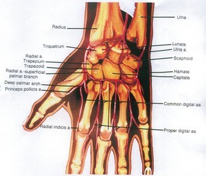 Illustration of the left wrist, posterior view, showing bones and arteries