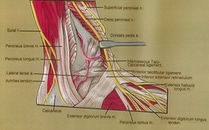 Illustration of dissection of the right ankle, lateral view, showing the dorsal ligaments and musculature