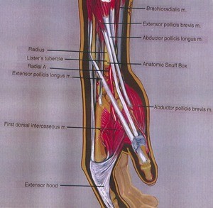 Illustration of dissection of the right hand and forearm, medial view, emphasizing the muscles and tendons