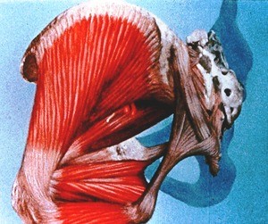 Illustration of posterior view of left hip, dissected to show the muscles and ligaments deep to gluteus maximus m