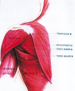 Illustration of left shoulder, posterior view, showing muscles