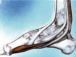 Illustration of dissected right ankle, medial view, emphasizing long dorsiflexor and plantar flexortendons