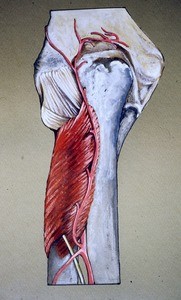 Illustration of posterior aspect of left elbow & forearm dissected to show relationship of supinator muscle to radius and ulna, and of ulnar olecranon process to humerus; also, posterior interosseous artery and nerve