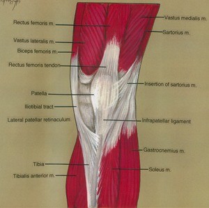 Illustration of right knee, anterior view, showing muscles, bone and tendon