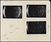 UC Berkeley Virus Lab: assorted photos and slides (many unidentified) (2 items)