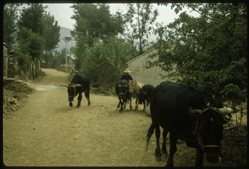 Cattle