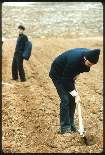 MacKinnon Working in the Field