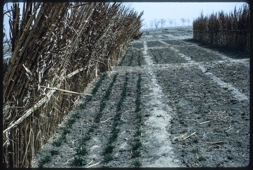 Tianjin Heping District May 7th Cadre School Farmland