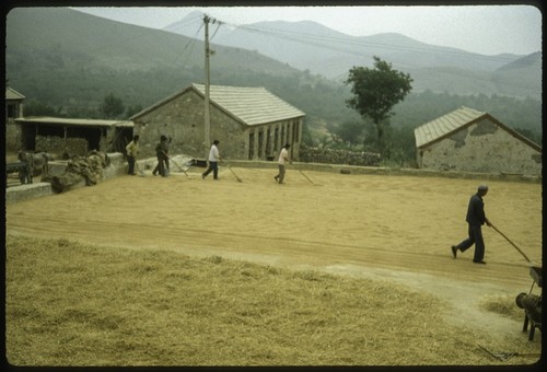 Grain Laid out to Dry