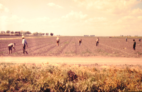 Farm workers at Delano, California