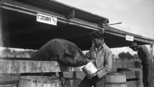 Man feeding pig