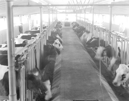 Cows eating in dairy barn