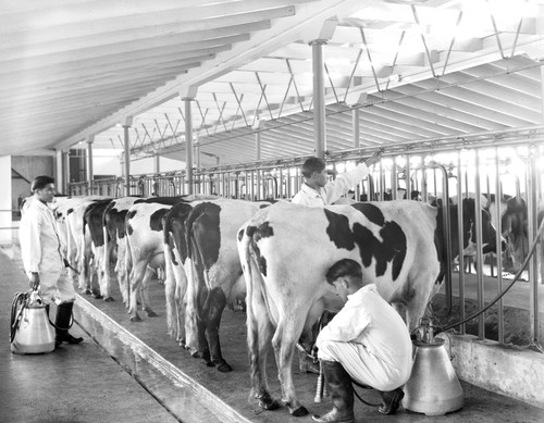 Students milking cows