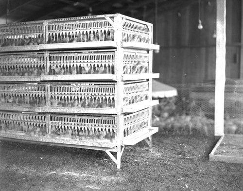 View of chickens in cages