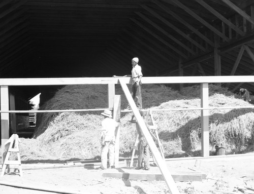 Students building or repairing barn full of hay