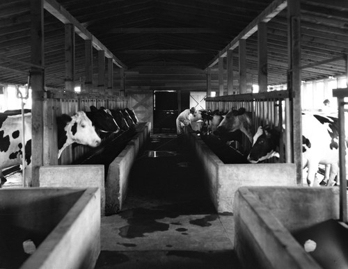 Farmer feeding cows in barn