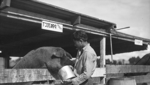 Student feeding pig