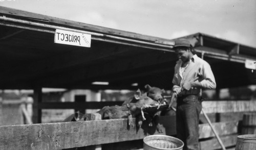 Student feeding pigs