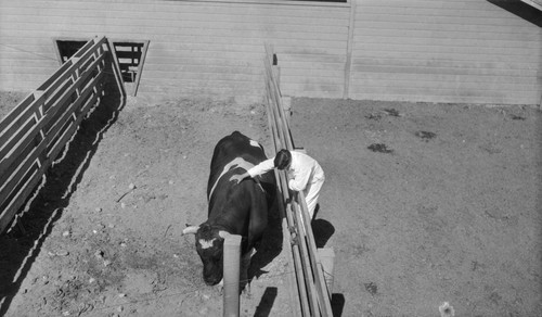 Student petting cow or bull