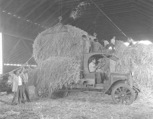 Students loading hay on to bed of trunk