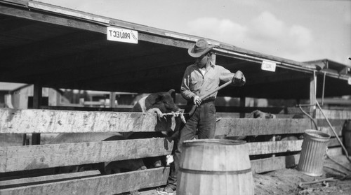 Man feeding pig