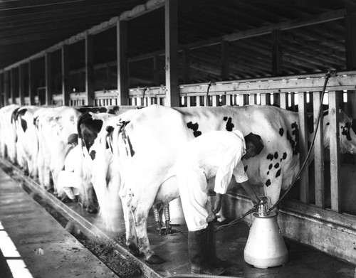 Farmer milking cow