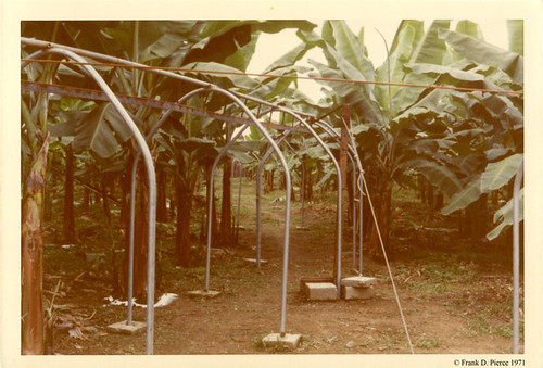 Banana Import Company, Dominican Repulic, Pierce Photo 98, © 1971 Frank D. Pierce
