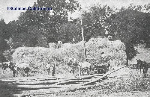Agriculture, LH Ph. 1312, No Negative, ©Salinas Californian