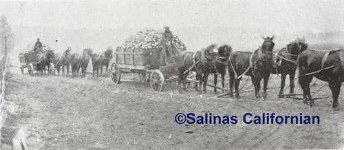 Beet industry, CA, LH Ph. 1324, No Negative, ©1902 Salinas Californian
