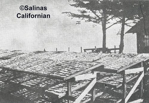 Drying Fish, Monterey, Californian, LH Ph 1461, 1895-1915© Salinas Californian