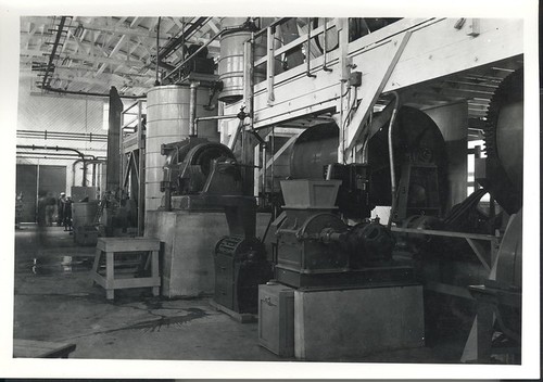 Guayule Rubber Plant Project, Salinas, California, LH Ph. 413, Negative 413, ©1940s Salinas Public Library