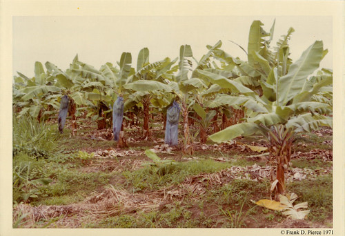 Banana Import Company, Dominican Republic, Pierce Photo 108, © 1971 Frank D. Pierce
