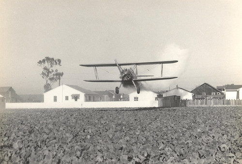 Massa's Field, Santa Rita area, LaVerne Wilcox Photo 9, Digital Photo, ©19 November 1949 LaVerne Wilcox