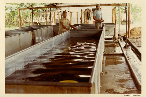 Banana Import Company, Dominican Republic, Pierce Photo 10, © 1971 Frank D. Pierce
