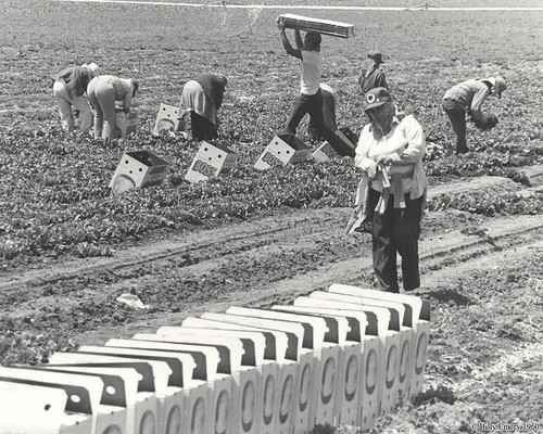 Farm workers Salinas Valley, LH148 © 1950 Billy Emery