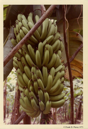 Banana Import Company, Dominican Reputlic, Pierce Photo 117, © 1971 Frank D. Pierce