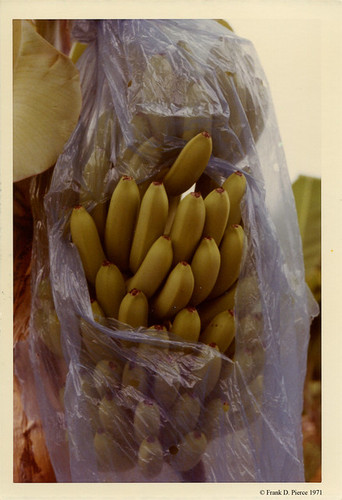 Banana Import Company, Guayaquil, Ecuador, Pierce Photo 40,© 1971 Frank D. Pierce