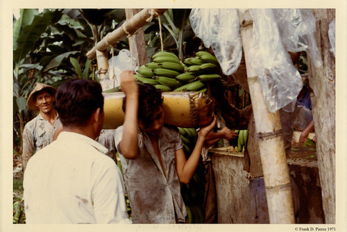 Banana Import Company, Dominican Republic, Pierce Photo 27, © 1971 Frank D. Pierce