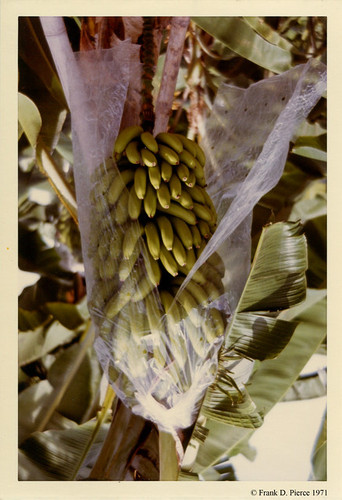 Banana Import Company, Dominica Republic, Pierce Photo 113, © 1971 Frank D. Pierce