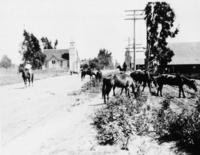 1910s - Horses Grazing Near Unpaved Road