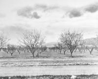 1907 - Unpaved Road Through Stough Orchards